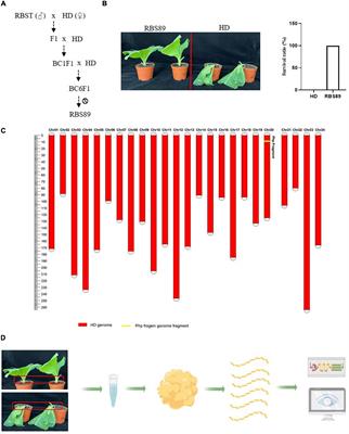 Transcriptomics and iTRAQ-proteomics analyses provide novel insights into the defense mechanism of black shank disease in tobacco